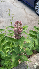 Asclepias syriaca