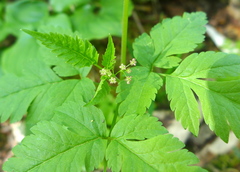 Osmorhiza purpurea