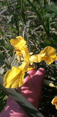 Iris pseudacorus