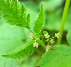 Osmorhiza purpurea