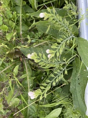 Symphytum officinale