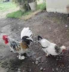 Gallus gallus domesticus