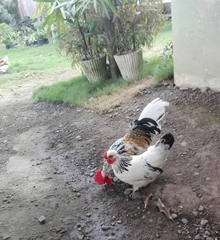 Gallus gallus domesticus