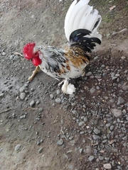 Gallus gallus domesticus