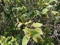Miconia dependens