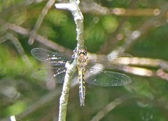 Epitheca spinigera