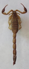 Centruroides margaritatus