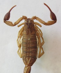 Centruroides margaritatus