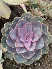 Echeveria gibbiflora × potosina