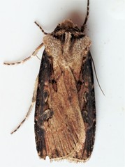 Agrotis obliqua