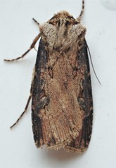 Agrotis obliqua
