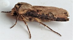 Agrotis obliqua