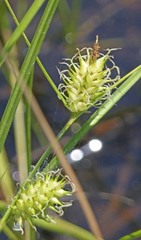 Carex bullata