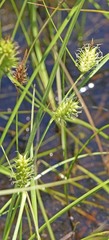 Carex bullata