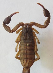 Centruroides margaritatus