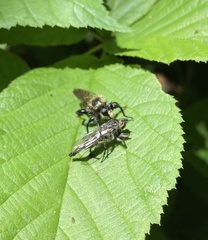 Laphria divisor