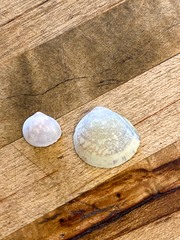 Laevicardium mortoni