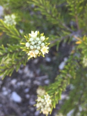 Phylica confusa