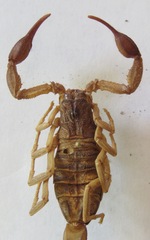 Centruroides margaritatus