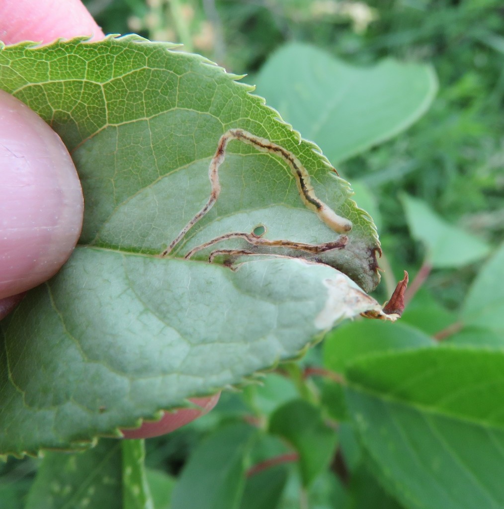 Apple Flea Weevil