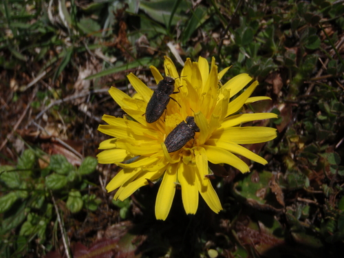 Anthaxia marmottani hispanica