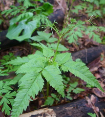 Osmorhiza purpurea
