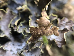 Pseudocyphellaria hawaiiensis
