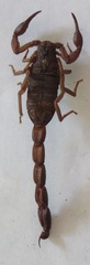 Centruroides margaritatus