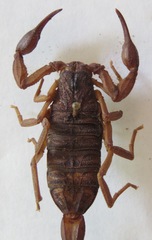 Centruroides margaritatus
