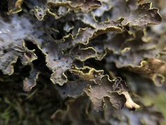 Pseudocyphellaria hawaiiensis