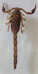 Centruroides margaritatus