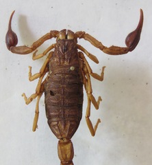 Centruroides margaritatus