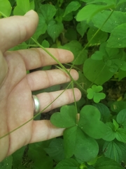 Oxalis illinoensis