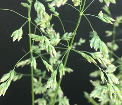 Poa pratensis