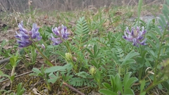 Astragalus bibullatus
