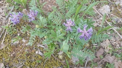 Astragalus bibullatus