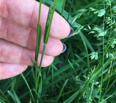 Poa pratensis