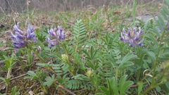 Astragalus bibullatus