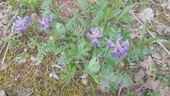 Astragalus bibullatus