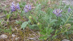 Astragalus bibullatus