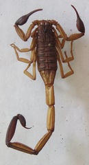 Centruroides margaritatus
