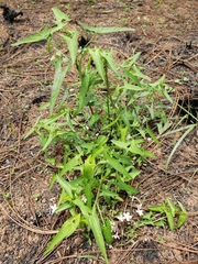 Jarilla heterophylla