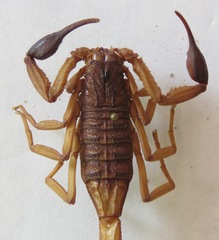Centruroides margaritatus