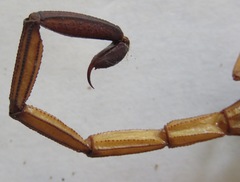 Centruroides margaritatus