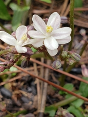 Jarilla heterophylla