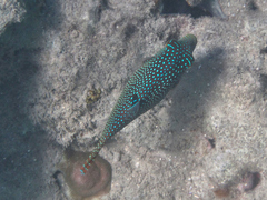 Canthigaster solandri