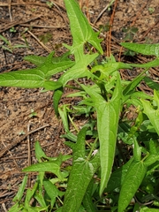 Jarilla heterophylla