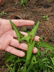 Jarilla heterophylla