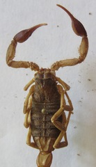 Centruroides margaritatus