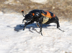 Nicrophorus guttula